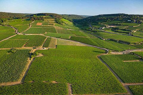 Weinregion Cote d'Or im Burgund Luftaufnahme