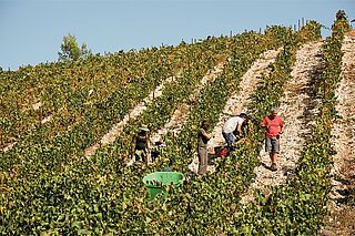 Pierre Clavel Weinberg