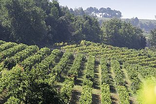 Rhônes vinlandskab Rhone vinlandskab, vingård