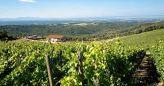 Weinfelder des Weinguts Duemani bei blauem Himmel