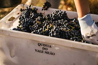 Lese bei Quinta do Vale Meao