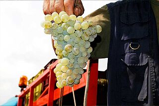 Weinlese bei Terre Nere