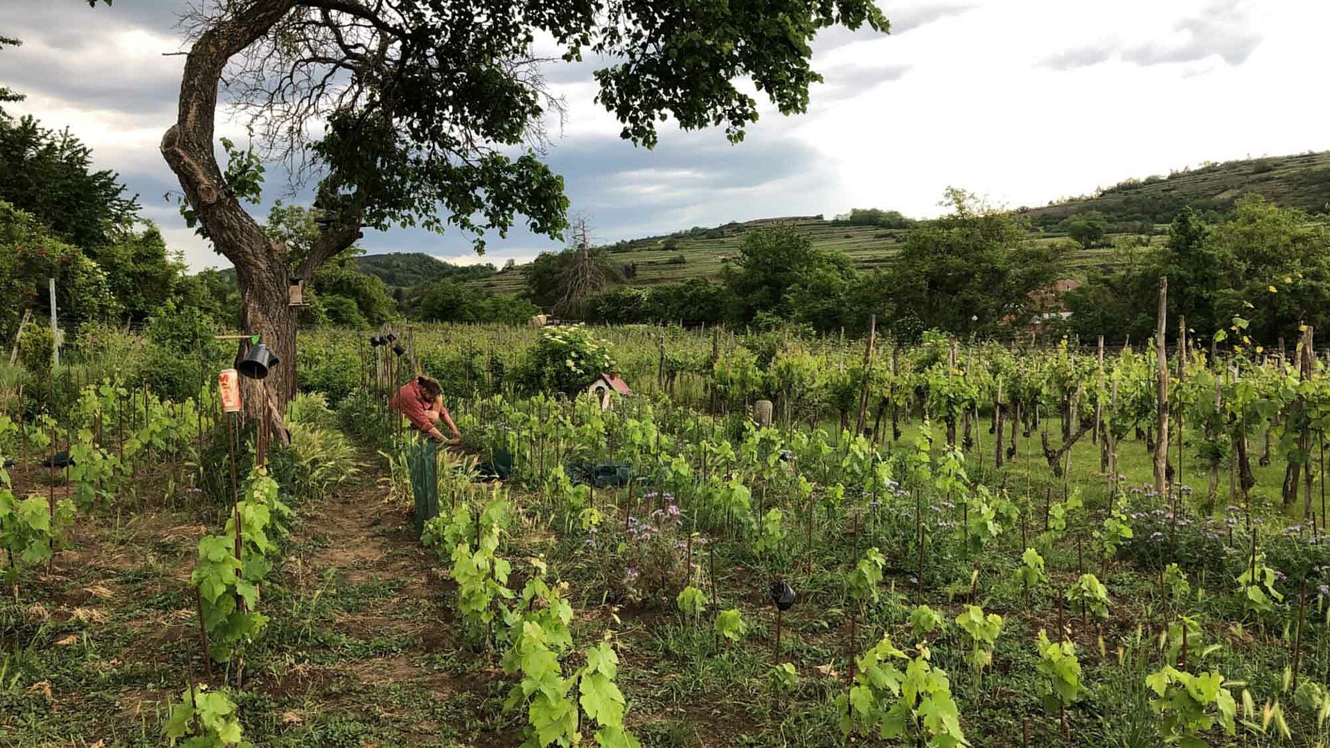 Weinberge von Charly Rol