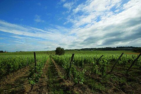 Region Rhone mit Domaine Giraud