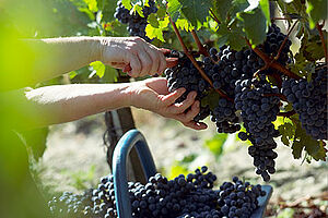 Top-Rebsorten in Frankreich