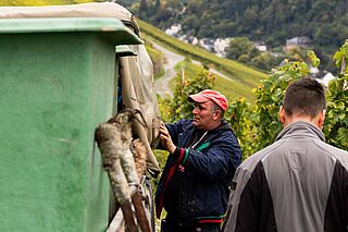 Arbeiter bei der Weinlese auf dem Weingut Martin Muellen Arbeiter bei der Weinlese auf dem Weingut Martin Muellen