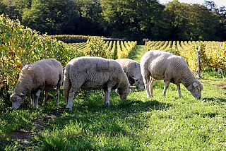 Får på Roger Coulons vingård