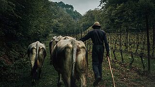 Køer i Foradori-vinmarken Køer i Foradori-vinmarken