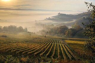 Weinlandschaft Fratelli Alessandria bei Sonnenaufgang