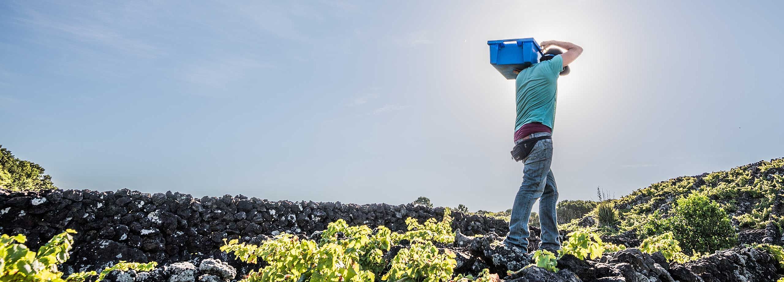 Wein entdecken mit Lobenbergs