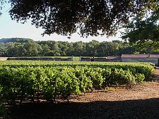 Weinfeld, Weingut Chateau du Coing