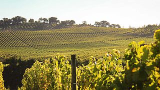 Portugal Weinfeld, vingård