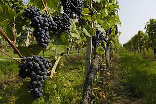 Uwe Schiefer rote Weinreben