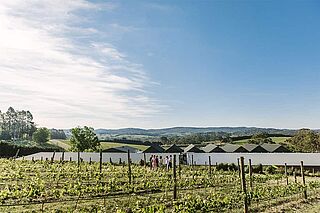 Vingård hos Shaw & Smith