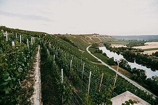 Weinberg vom Weingut Lassak Weinberg vom Weingut Lassak