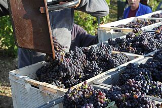 Mousse Fils på arbejde i marken Mousse Fils på arbejde i marken