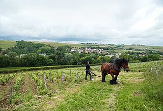 Arbeiten auf dem Weinfeld Vincent Gaudry, Pferd