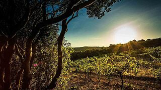 Weinfeld, Weinregion Coteaux du Languedoc