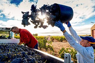 Ein Erntearbeiter schmeißt die Trauben in einen Truck