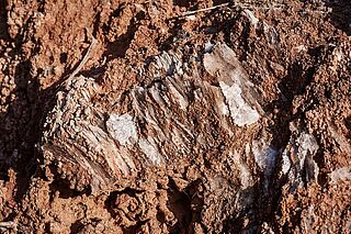 Erde und Boden des Weinguts Terroir Sense Fronteres Erde und Boden des Weinguts Terroir Sense Fronteres