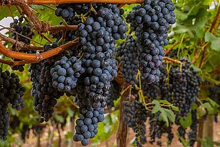 Rote Trauben an einer Rebe