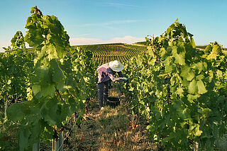 I Bruno Paillards vinmarker