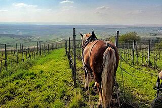 Pferd auf dem Weinfeld Christian Tschida