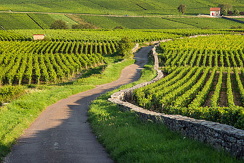Die Landschaft der Cote d'Or