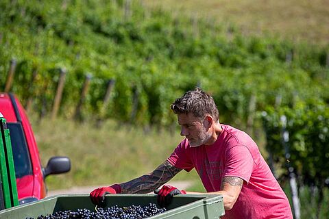 Winzer von Enderle und Moll füllt Weinboxen im Weinberg