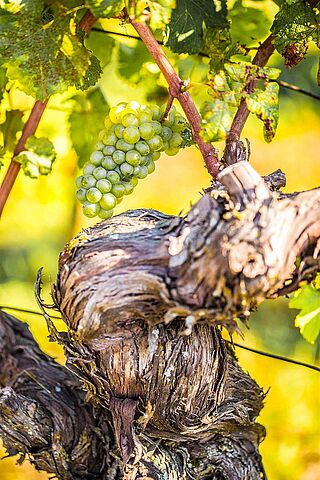 70 Jahre alter Reben bei I Clivil