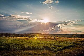 Sonne über Weinfeldern