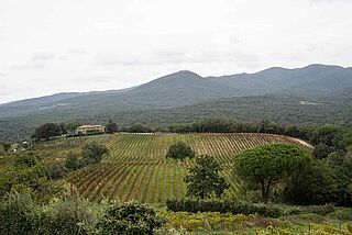 Nchbarn in Bolgheri in der Toskana