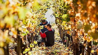 Druehøst i vinregionen Mosel Saar Ruwer på vingården Peter Lauer