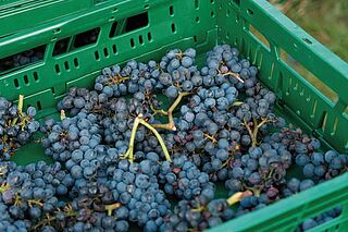 Weinreben des Weiguts Heitlinger in einer gruenen Box Weinreben des Weiguts Heitlinger in einer gruenen Box