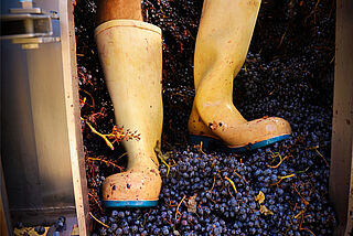 Gummistiefel treten auf Trauben