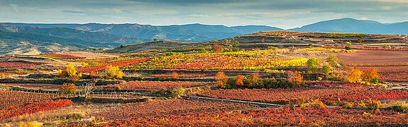 Rioja und Navarra Weinfeld