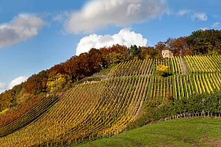 Weinberg Heitlinger bei blauem Himmel und Sonnenschein Weinberg Heitlinger bei blauem Himmel und Sonnenschein