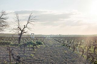 Weinfelder beim Weingut