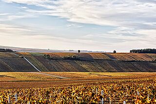 Weinberge von Domaine william Fevre