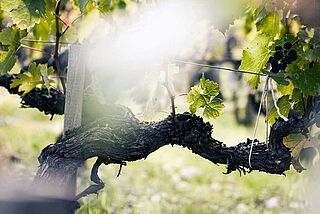 Rebe von Beychevelle Rebe von Beychevelle