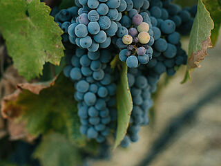 Zinfandel Reben Zinfandel Reben