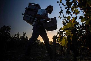 Weinlese auf dem Weinfeld Haut Bergey