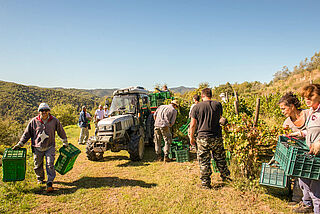 Ernte beim Weingut Petrolo