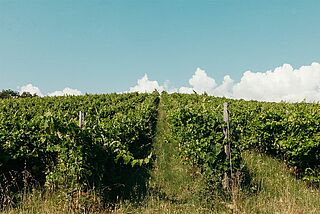 Weinberge von Thymiopolous