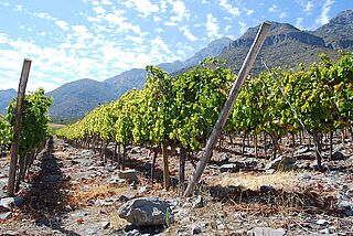 De Martino Weinberg mit Gebirge im Hintergrund