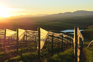 The Drift vingårdspanorama med sammenrullede net i rækker af vinstokke