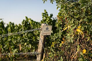 Bürklin Wolf Weinberg