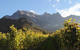 Weinberge und Weinfeld Hansruedi Adank