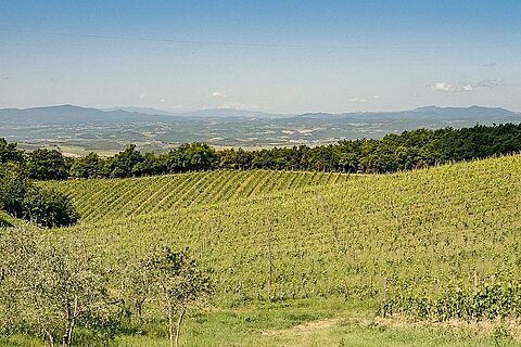 Montalcino Weinberge