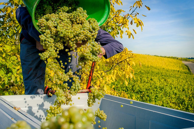 Weinregion Rheingau, Weinlese, weiße Weintrauben